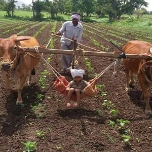 چک 388 دلچی گ ب مجرال میں ایک کاشتکار اپنی پیشہ وارانہ ذمہ داری کے ساتھ بچے کی ذمہ داری  بھی اٹھائے ہوئے ہے