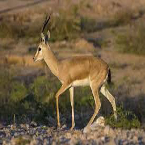 ہرن کے غیر قانونی شکار میں اضافہ  