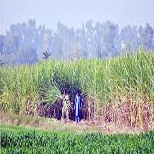 کاشتکاروں کو کماد کی کھوری کو جلاکر تلف کرنے کی ہدایت،محکمہ زراعت قصور