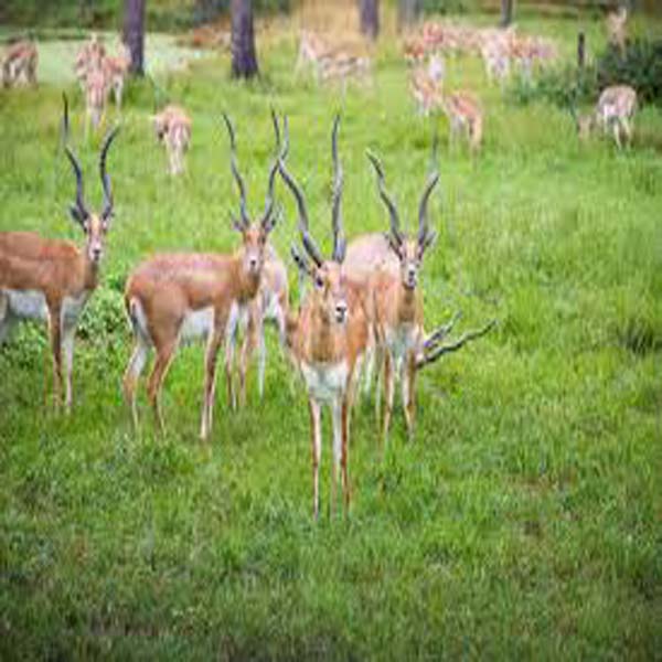 وائلڈ لائف پارک کے قیمتی ہرن غیر قانونی طور پر فروخت  