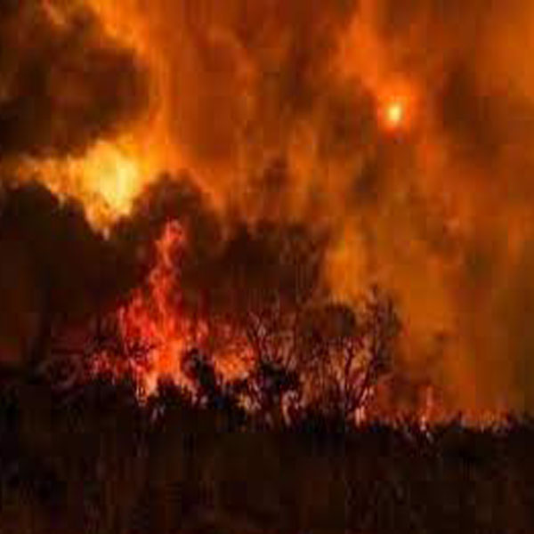 چھانگا مانگا کے  جنگل میں آگ لگ گئ  