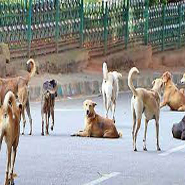 کنگن پور میں آوارہ کتوں   نے لوگوں  کا جینا حرام کر رکھا ہے  