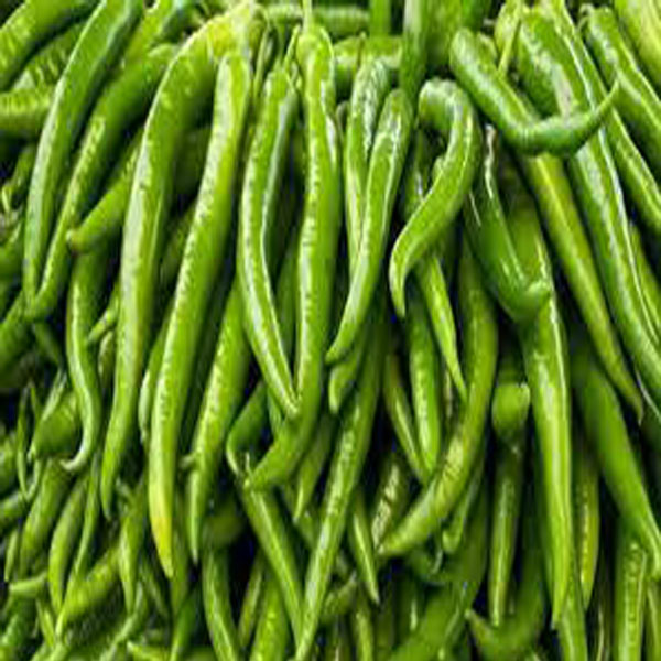 کاشتکاروں کو مرچ کی پنیری جلد کھیتوں میں  منتقل  کرنے کی ہدایت