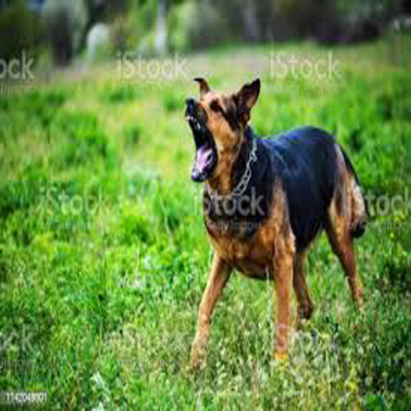 بااثر شخص کا شوق ، خونخوار کتے گدھے پر چھوڑ دئیے  