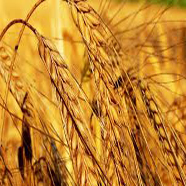 گندم کی قلت کا تاثر حکومتی خریداری بری طرح متاثر  