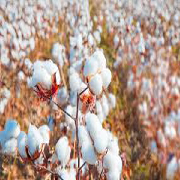 قصور میں زیادہ کپاس اگاؤ مہم ، ایک سیمینار کا انعقاد   