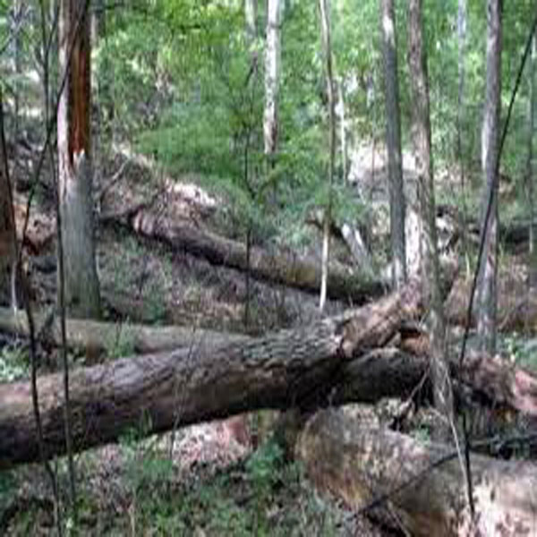 لکٹری چوری روکنے پر چھانگا جنگل کا سرکاری گارڈ فائرنگ سے زخمی  