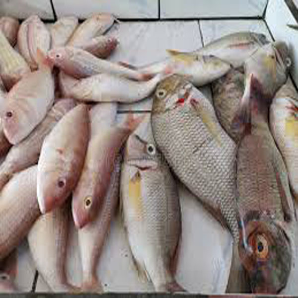 مچھلی پکڑنے پر تین ماہ  کی پابندی ، چیکنگ ٹیمیں تشکیل  