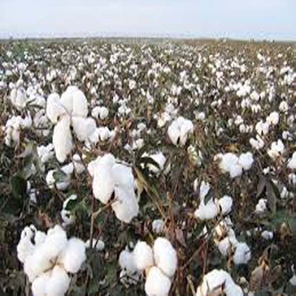 کپاس کے کاشتکار واٹر سکاؤٹنگ  کا عمل فوری مکمل کریں ، محکمہ زراعت  