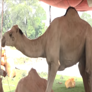 فیصل آباد مویشی منڈی میں خوبصورت صحرائی اونٹوں کی آمد