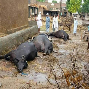بارشوں کے بعد تاریں گرنے سے 4 جانور کرنٹ لگنے سے ہلاک