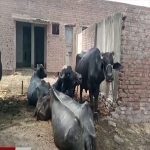 چک نمبر 399 گ ب جنڈانوالی کا بنیادی مرکز صحت بھینسوں کے باڑے میں تبدیل