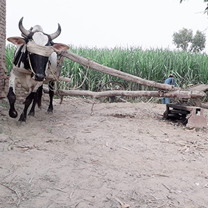 چک نمبر 185 ر ب میں بیل کے گھومنے کا منظر