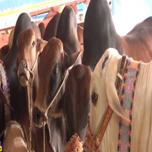 نازوں سے پلے 21 بیل فروخت کے لئے پیش