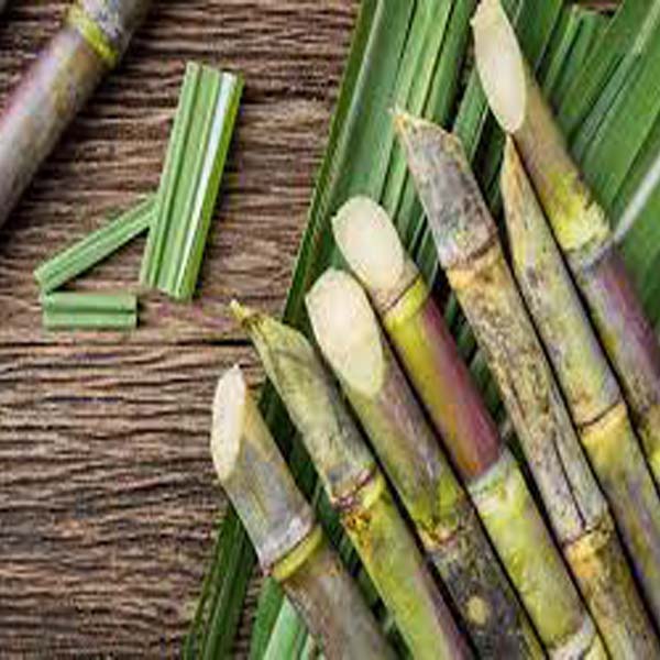 کاشتکاروں کو گنے کی بہاریہ فصل کو کھلے سیاڑوں اور گہری کھیلیوں میں کاشت کرنے کی ہدایت