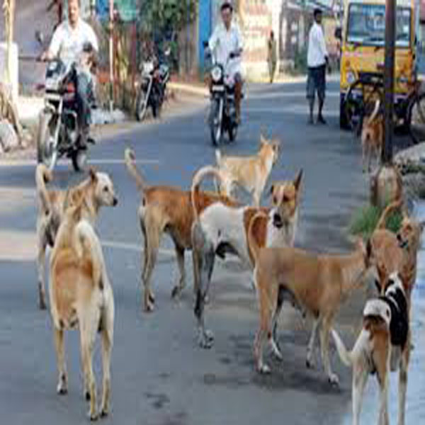 آوارہ کتوں کی بھر مار ، شہریوں پر حملے  