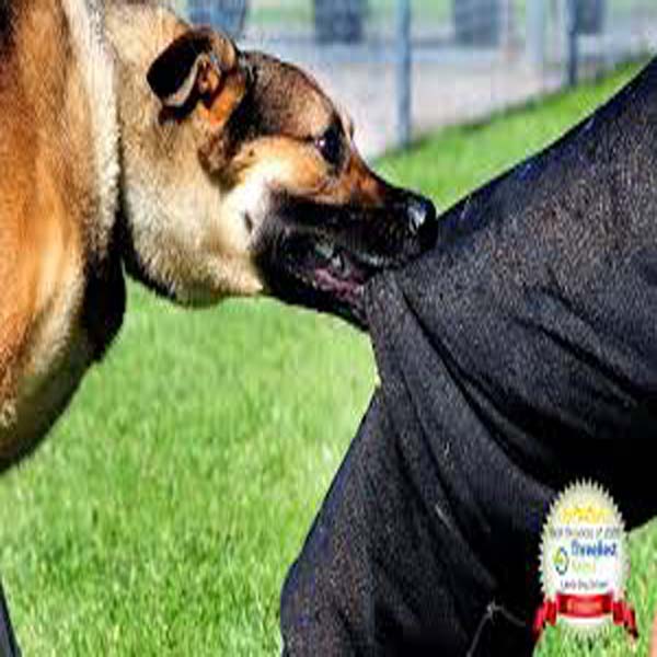 دیرینہ رنجش پر 7 سالہ بچی پر پالتو کتا چھوڑ دیا ، کتے کے کاٹنے سے بچی شدید زخمی   