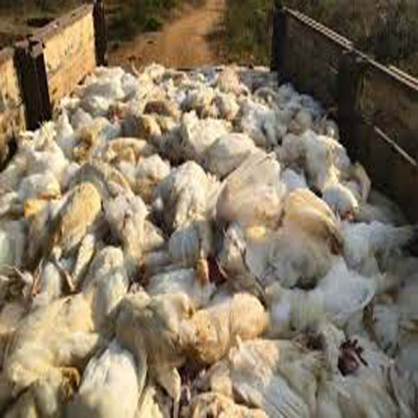 پولٹری  شاپ   پر چھاپہ ، 50 کلو مردہ مرغیاں برآمد  