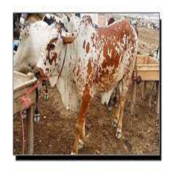 نامعلوم ملزم نے مویشیوں کو آٹا میں زہر ملا کر کھلا دیا   