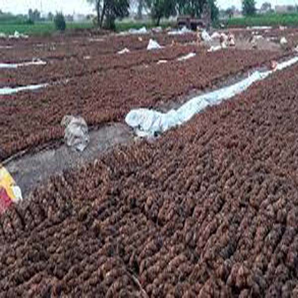 محکمہ زراعت کا کاشتکاروں کو تمبا کو کی پنیری کھیت میں منتقل کرنے کا مشورہ