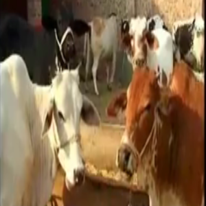 جھنگ پولیس نے مویشی چوری کرنے والے گینگ کو گرفتار کرلیا