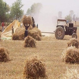 پنجاب میں گندم کی کٹائی شروع ہوگئی ہے ۔ چک 468 گ ب راہگیر پور میں کھیت کا ایک منظر