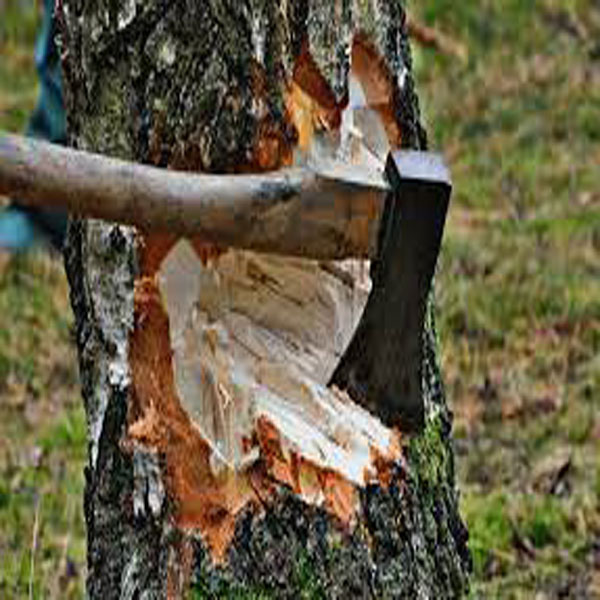 ضلعی انتظامیہ قدیمی درختوں کی کٹائی پر خاموش تماشائی بن گئی  