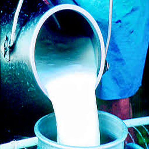 چھانگا مانگا اور نواحی علاقوں میں کیمیکل ملے دودھ کا کاروبار  