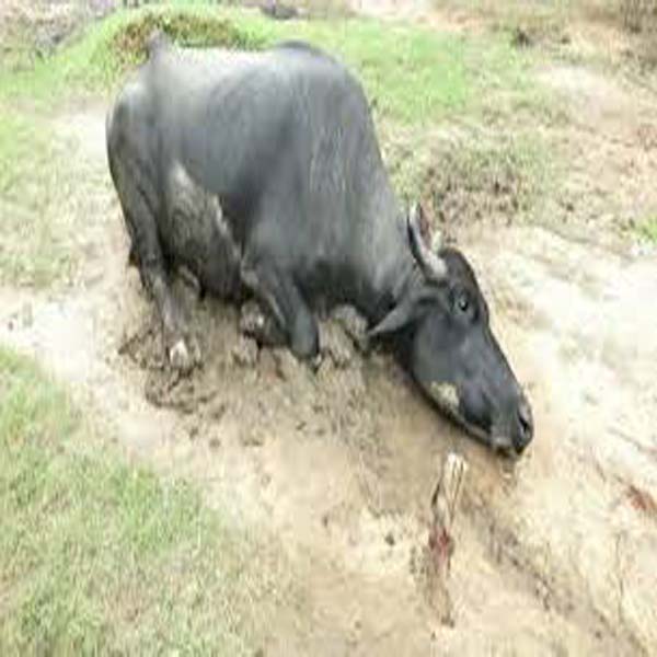 زہریلا چارہ کھانے سے 4 بھینسیں ہلاک  