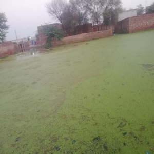 اڈہ شیخن میں نکاسی آب کا نظام درہم برہم ہوگیا  