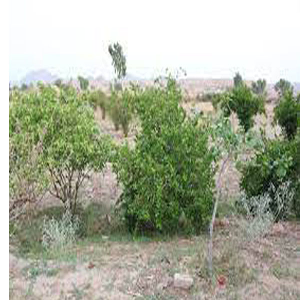 نئے باغات لگانے کے لیے  ہوا اور پانی کا نکاس اچھا ہونا چاہئیے، ماہرین زراعت   