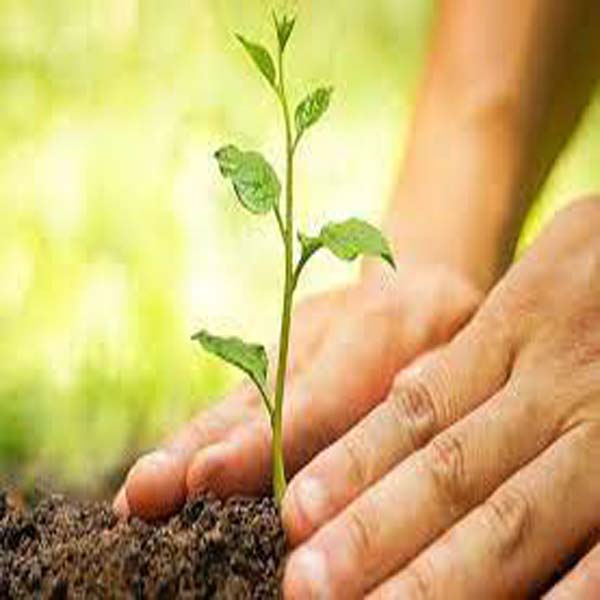 قصور پولیس کا شجر کاری مہم کا آغاز