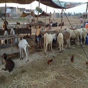 گوجرہ مویشی منڈی شہریوں کے لیے مسائل کا گڑھ، علاقہ مکینوں کو پریشانی کا سامنا 