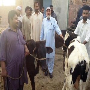  گوجرہ: سلاٹر ہاؤس کی بہتری کس کی ذمہ داری؟