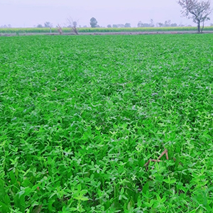 چک نمبر 137 گ ب کی ہری بھری فصلیں