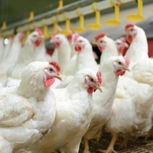 برائلر گوشت کی قیمت میں 4روپے فی کلو کمی