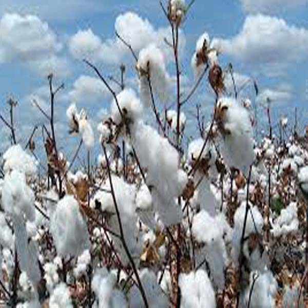 کپاس کی پیداوار میں اضافہ بہت ‍ضروری ہے ، ماہر زراعت 