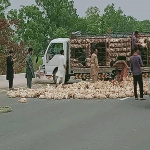 جھمرہ روڈ پر حادثہ، تیز رفتاری کی وجہ سے مرغیوں سے بھرا ٹرک الٹ گیا، سینکڑوں مرغیاں ہلاک، ڈرائیور معجزانہ طور پر محفوظ رہا 