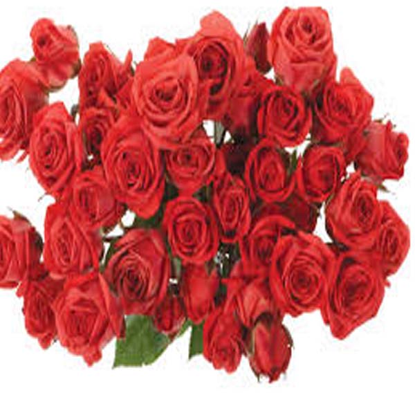 کاشتکاروں کو بروقت گلاب کی قلمیں لگانے کی سفارش 