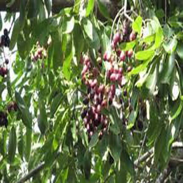 جامن کے پودوں میں کھادوں کا متناسب استعمال کریں،محکمہ زراعت