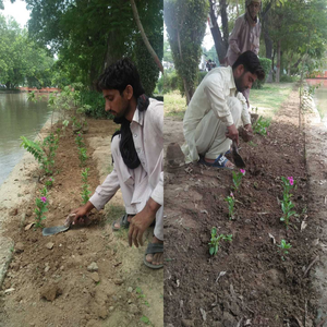 پی ایچ اے کے تحت شجر کاری مہم  کا آغاز 