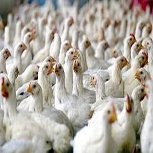 برائلر مرغی7  روپے فی کلو سستی ہوگئی