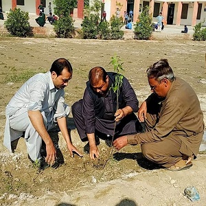 سمندری میں شجر کاری مہم جاری  