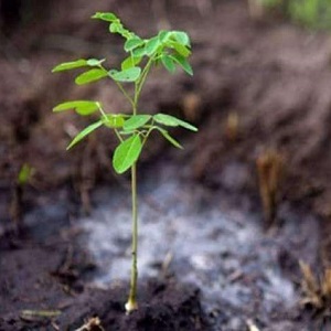 شجرکاری مہم میں ہر پاکستانی کو حصہ لینا چاہیے، ڈی جی پنجاب اسپورٹس بورڈ 