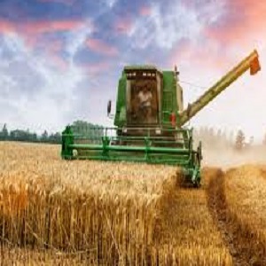 حالیہ گندم کی بوائی کم, چک جھمرہ میں اگلے سال بھی گندم کی قلت پیدا ہونے کا خدشہ