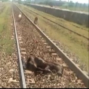  ساہیانوالہ کے علاقہ ریلوے اسٹیشن دارالاحسان پر ٹرین کی زد میں آکر دو بھینسیں ہلاک