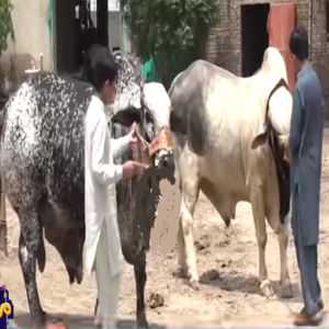 خوبصوررت سونا اور چاندی لوگوں کی توجہ کامرکز