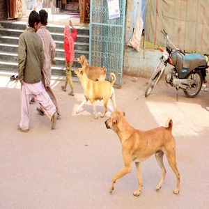اسلام پورہ،  آوارہ کتوں کا حملہ، 10 سالہ لڑکا جاں بحق