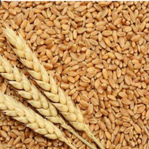 زمینداروں کوگندم کے بیج کی فراہمی یقینی بنائی جائے‘ آغالعل جان